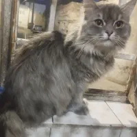 واگذاری بیریتیش