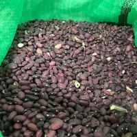چای،رب گوجه قندمحصولات جدید در برنج سرای کرمانشاهی|خوردنی و آشامیدنی|شیراز, بازار|دیوار