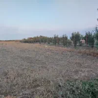 زمین کشاورزی و باغی قلندرمحله|فروش زمین و ملک کلنگی|گرگان, |دیوار