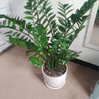 فروَش گل زامو فیلیا