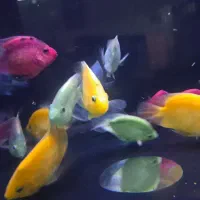 بار جدید رسید انواع ماهی و لوازم اکواریومAQUA SEYF
