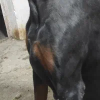 دوبرمن  آمریکایی|سگ|گنبد کاووس, |دیوار