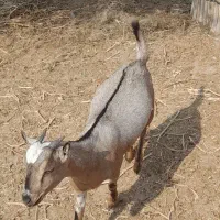 دوعددکهره ماده بایکی نر|حیوانات مزرعه|رویدر, |دیوار