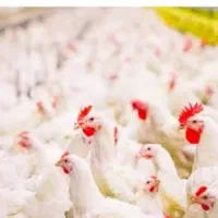 استخدام کارگر مرغداری