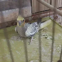 عروس هلندی|پرنده|دوگنبدان, |دیوار