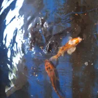 ماهی کوی بزرگ سالم خونگی|ماهی|اصفهان, نصرآباد|دیوار