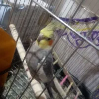 عروس هلندی نر و ماده|پرنده|هشتگرد, سیف آباد|دیوار