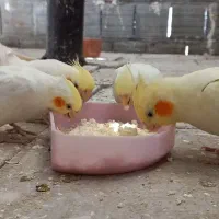 عروس هلندی معاوضه باکوتوله برزیلی