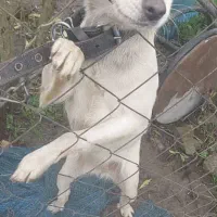 سگ پامر اشپبتز|سگ|رودسر, |دیوار