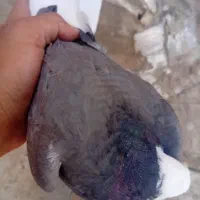 کبوتر|پرنده|زیباشهر, |دیوار
