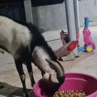 نری زیبای سومال ۲ ساله مخصوص  داشت