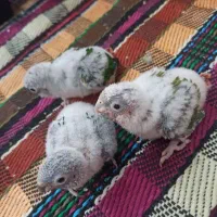 گرینچیک سرلاکی