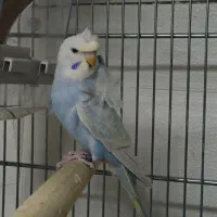 مرغ عشق رینبو پروانه ای|پرنده|بابل, |دیوار