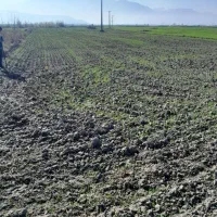 زمین کشاورزی