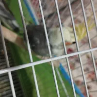 ویژه ویژه عروس هلندی|پرنده|اسلامآباد غرب, |دیوار