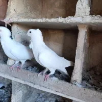 کبوتر|پرنده|مراغه, |دیوار