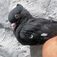 سینه سیاه چش نوک سفید