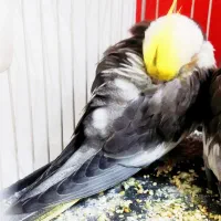 لباس.عروس هلندی