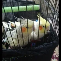 عروس هلندی جفت|پرنده|مشهد, تلگرد|دیوار