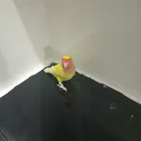 طوطی برزیلی|پرنده|شیراز, شهرک امام حسن|دیوار