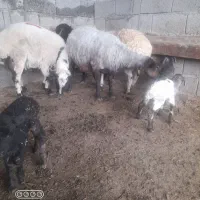 زیر قیمت بازار|حیوانات مزرعه|اسالم, |دیوار