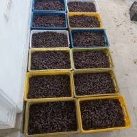 پیارم درجه یک خوب  گوشتی درشت|عمده‌فروشی|جهرم, |دیوار