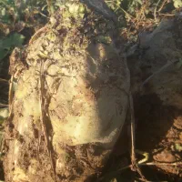 چغندر قند درشت|عمده‌فروشی|بشاریات, |دیوار