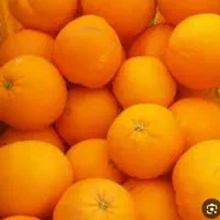 خریدار نارنج و پرتغال و خرید باغ مرکبات