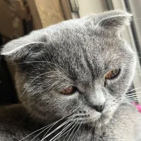 واگذاری گربه اسکاتیش بلو