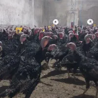 بوقلمون برنز تمام نر جهت پرورش|حیوانات مزرعه|قم, زینبیه|دیوار