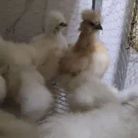 جوجه ابریشمی یک ماهه