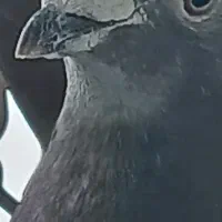 کفتر مسافتی