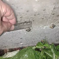 حلزون سایز کوچک|خزنده|فردیس, فردیس|دیوار