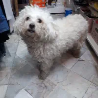 سگ سفیدم گمشده