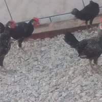 فروش چند سه عدد مرغ عربی وچهار عدد خروس عربی|حیوانات مزرعه|اهواز, کیانشهر|دیوار