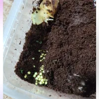 فروش حلزون|خزنده|لاهیجان, لیل|دیوار