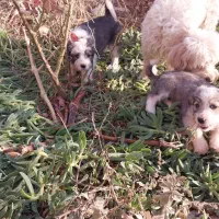 توله سگ شیتزو|سگ|پرند, فاز ۴|دیوار