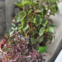 گل وگلدان|گل و گیاه طبیعی|آبدانان, |دیوار