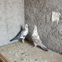 کبوتر|پرنده|شیراز, جوادیه|دیوار