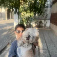 واگذاری سگ شیتزو یکساله