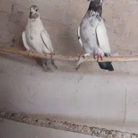 نر و ماده عالی حسابی دهن خورده