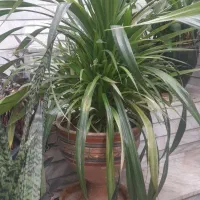 گل های طبیعی|گل و گیاه طبیعی|آبدانان, |دیوار