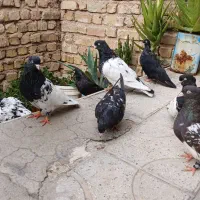کفتر کله ای وزاغ آبادانی|پرنده|شیراز, نصرآباد|دیوار