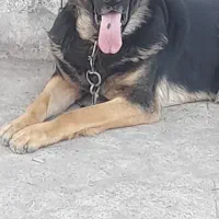 واگذاری سگ نگهبان