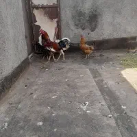 مرغ خروس لاری