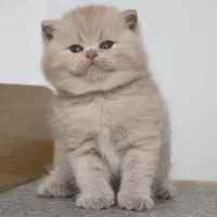 واگذاری رایگان