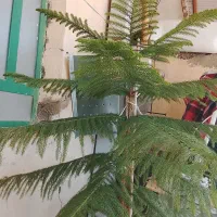 کاج مطبق