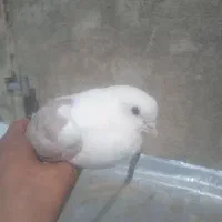 کفتر