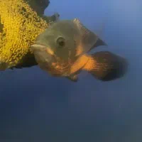 ماهی و آکواریم وسایل کامل