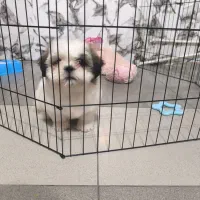 سگ شیتزو سوپر فلت|سگ|تهران, یاخجی آباد|دیوار